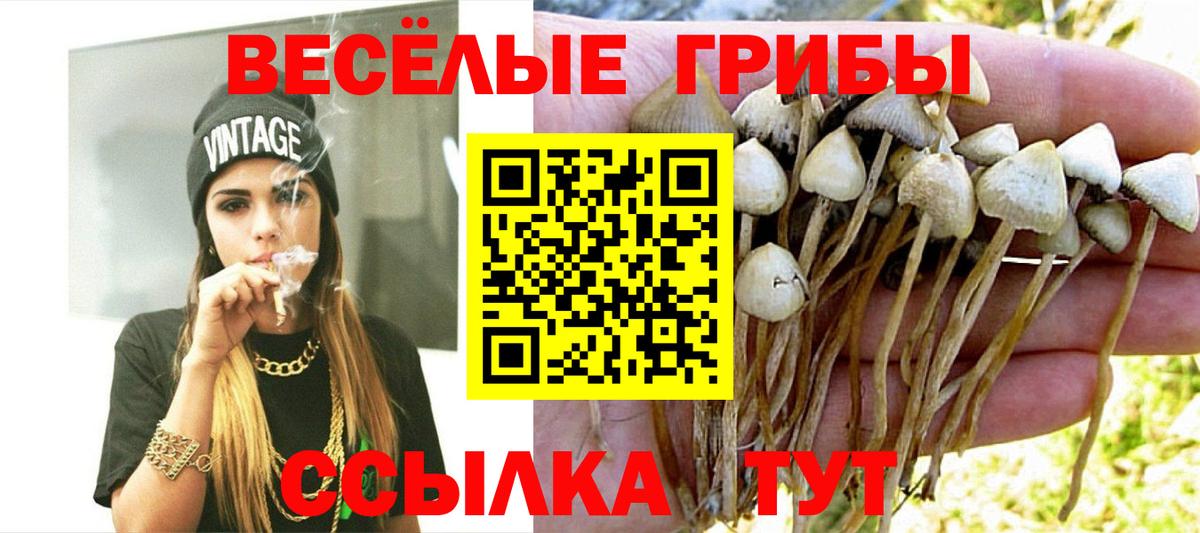 Галлюциногенные грибы Cubensis Беслан